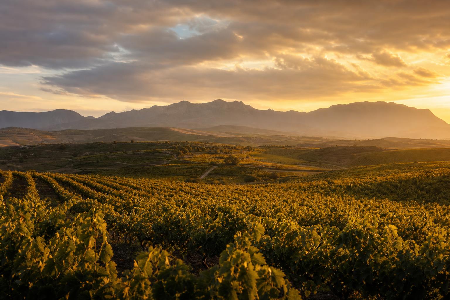 Viñedos de La Rioja al atardecer